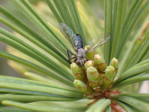 iNaturalist observation photo of Cophura