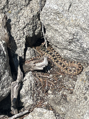 iNaturalist observation photo of Gopher Snake