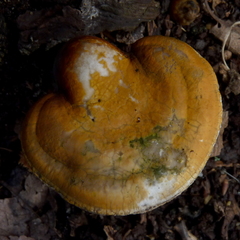 Ganoderma curtisii image