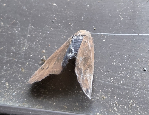Pochazia shantungensis