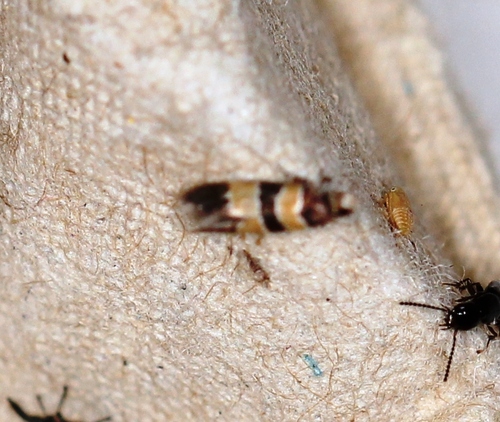 Goidanichiana jourdheuillella