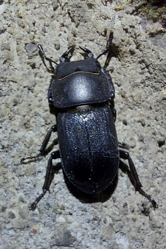 Lesser Stag Beetle