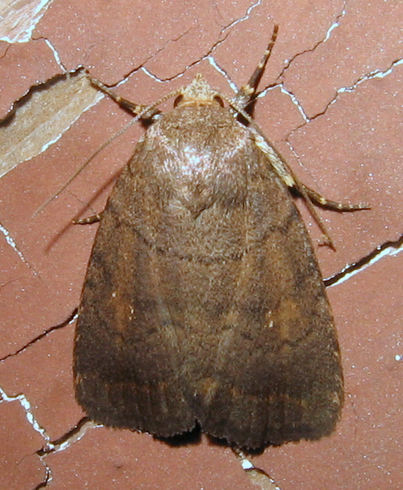Slowpoke Moth