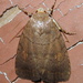 Slowpoke Moth - Photo (c) Anita Gould, some rights reserved (CC BY-NC), uploaded by Anita Gould