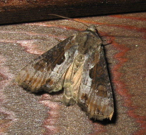 Double-lobed Moth