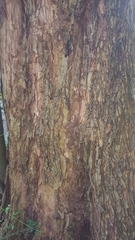 Platanus occidentalis