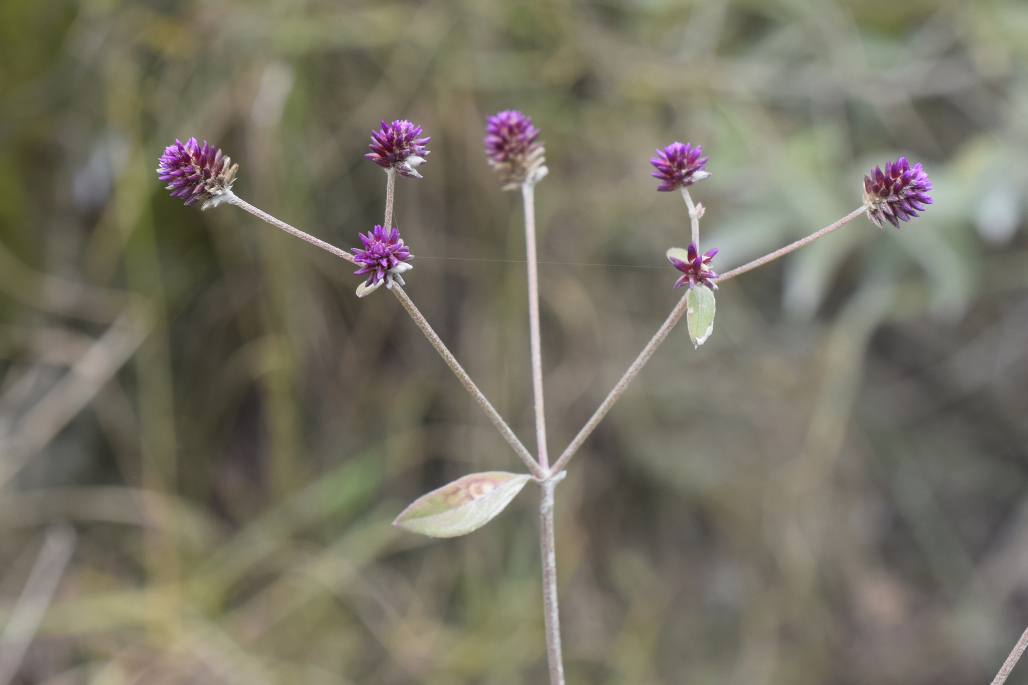 Amaranthaceae image