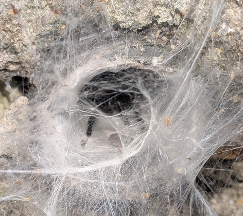 Gibraltar Funnel-web Spider