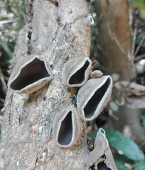 Image of Auricularia fuscosuccinea