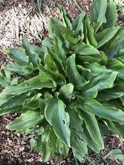 Zantedeschia