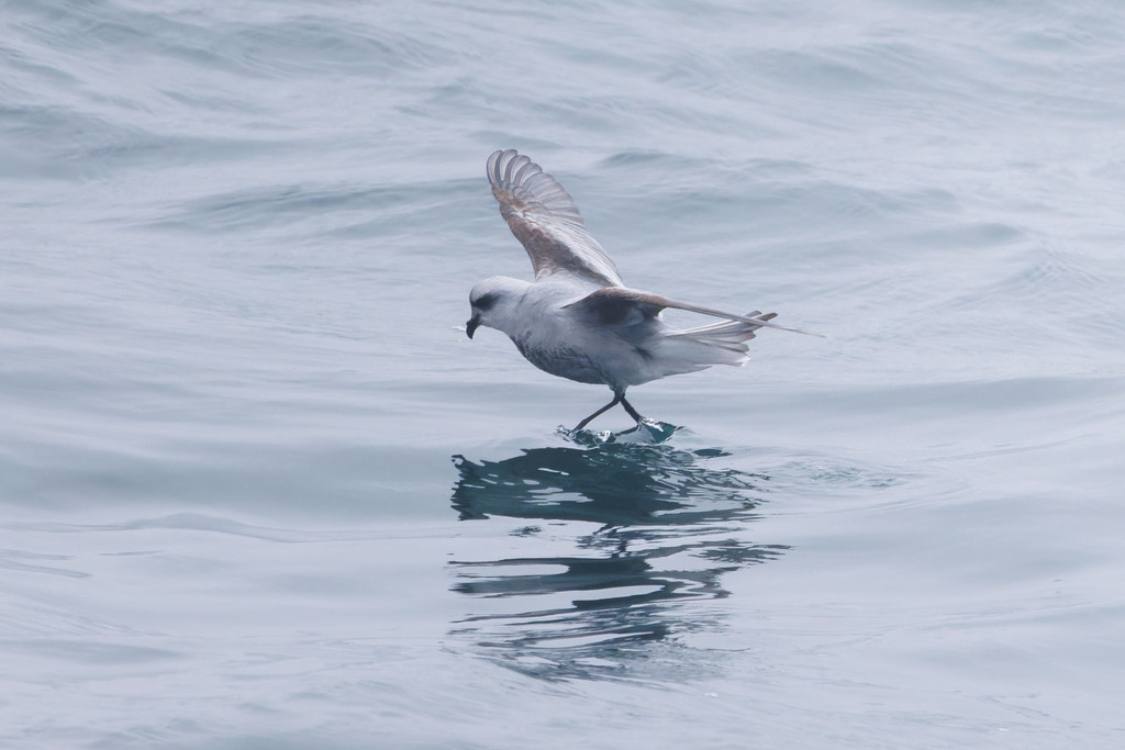 fork-tailed storm-petrel