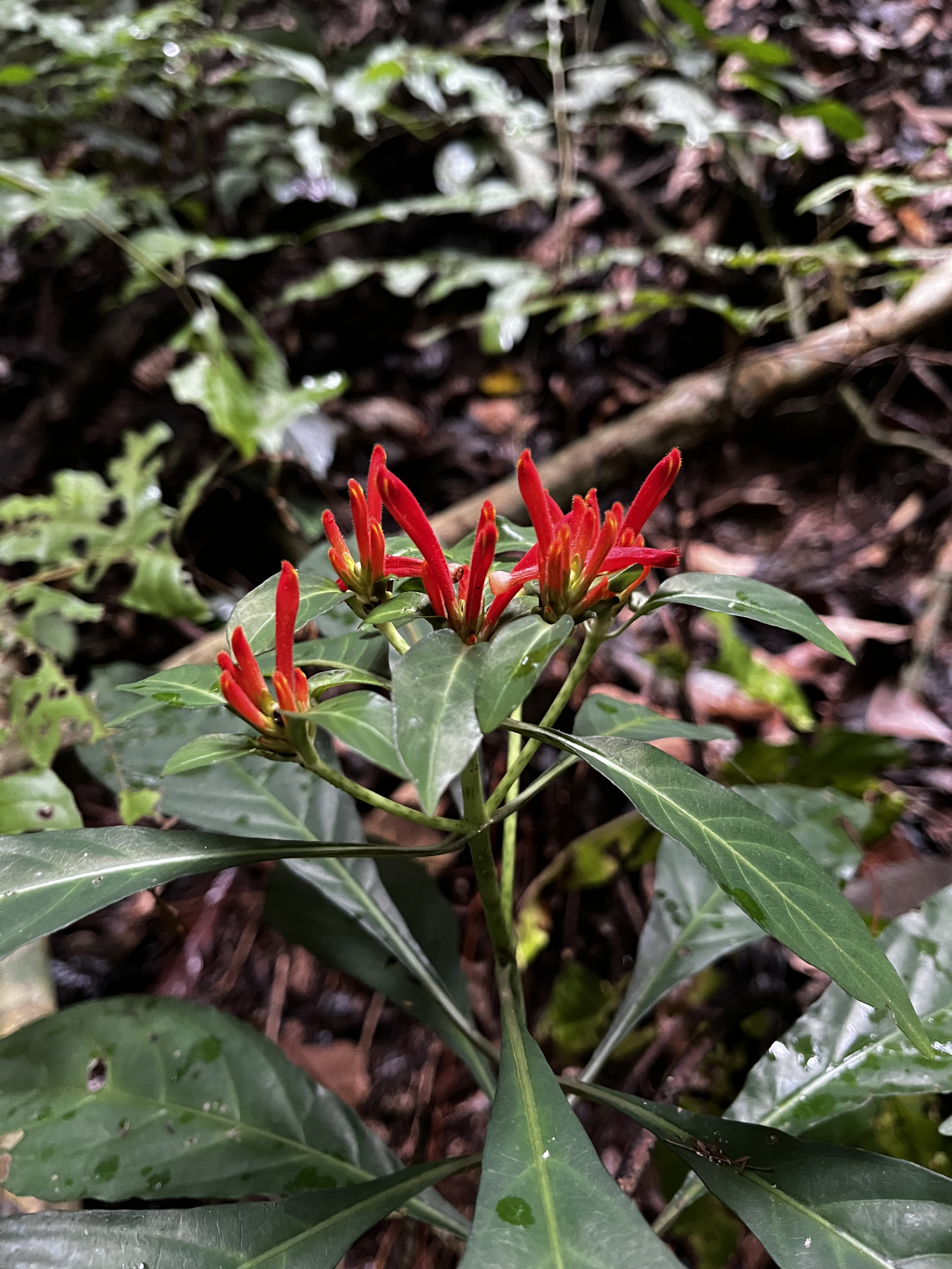 Aphelandra schottiana (Nees) Profice 3