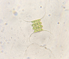 Desmodesmus communis