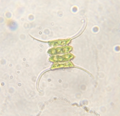Desmodesmus communis