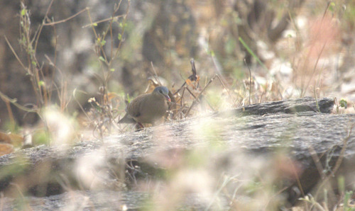 iNaturalist image