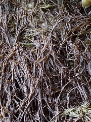 Gracilariopsis