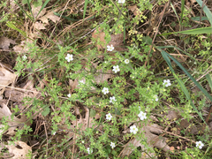 Nemophila pedunculata