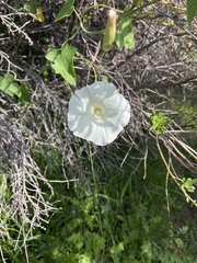 Calystegia subacaulis
