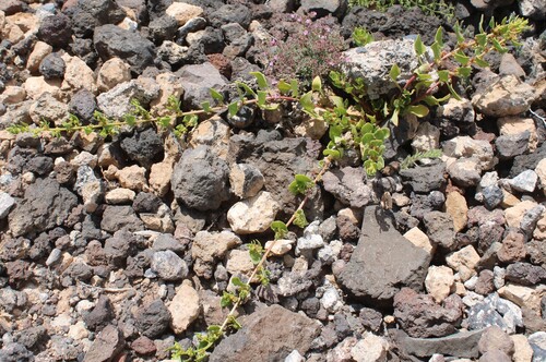 Patellifolia procumbens, photograph 6