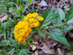 Lantana × hybrida