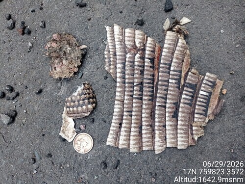 West Andean Long-nosed Armadillo, Distrito Metropolitano de Quito, Ecuador, photo 9 of 10