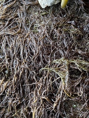 Gracilariopsis