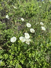 Calystegia subacaulis