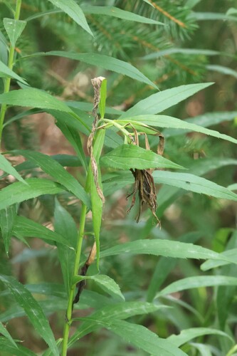 Hellinsia lacteodactylus photographed on goldenrod
