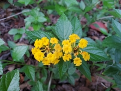 Lantana × hybrida