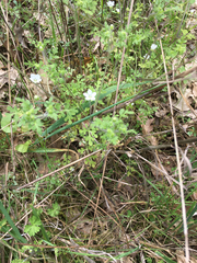 Nemophila pedunculata