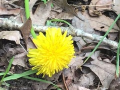 Taraxacum officinale