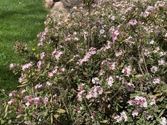 Daphne × burkwoodii