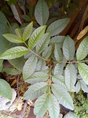 Fraxinus uhdei