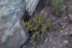 Notholaena sulphurea