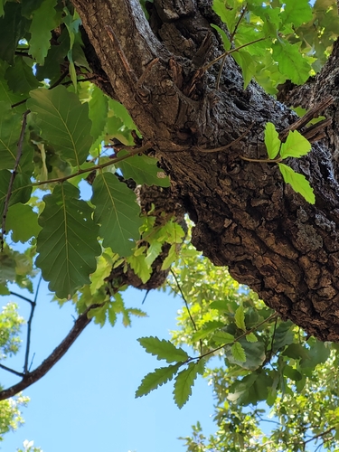Mirbeck's oak