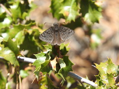 Erynnis propertius