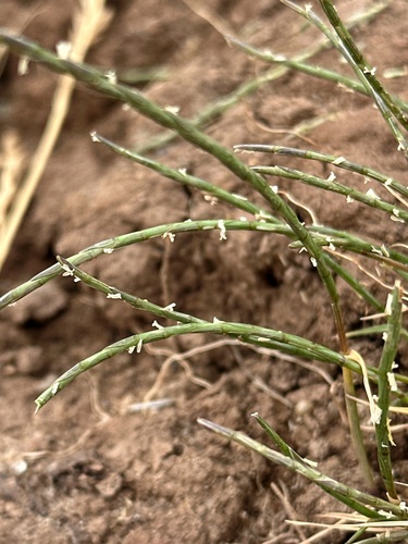 Parapholis strigosa observed 2026-07-01
