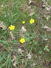 Ranunculus occidentalis occidentalis