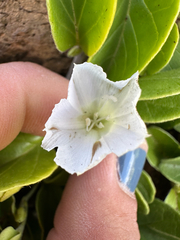 Jacquemontia sandwicensis, photograph (c) Kyle Elshoff, some rights reserved (CC BY)