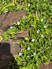 Jacquemontia sandwicensis, photograph (c) Kyle Elshoff, some rights reserved (CC BY)