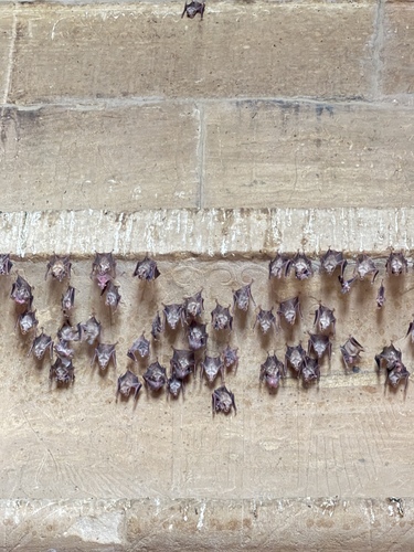 Geoffroy's Trident Leaf-nosed Bat