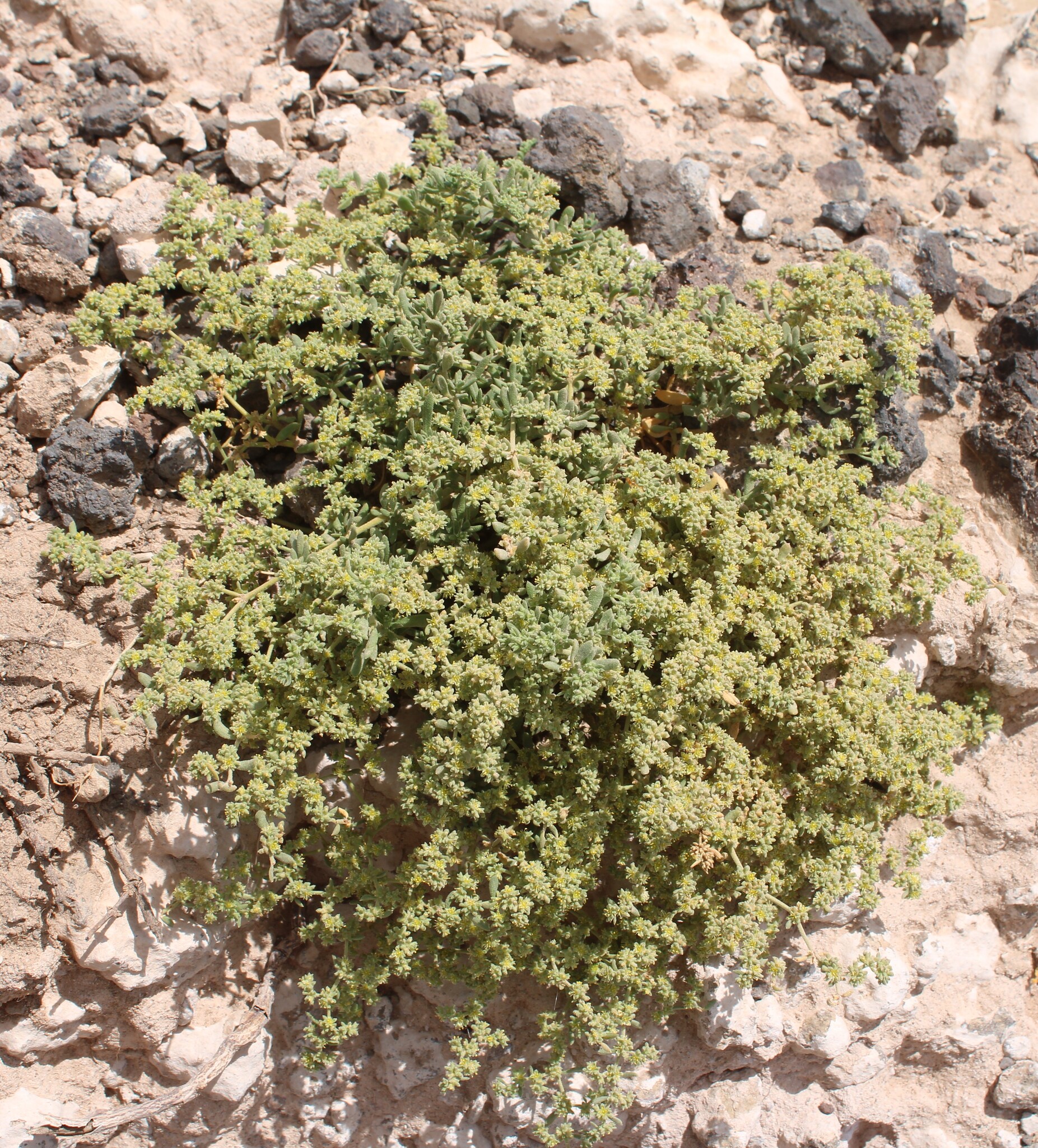 Herniaria cinerea