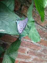 Pseudolycaena marsyas