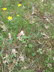 Ranunculus occidentalis occidentalis