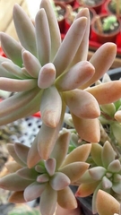 Pachyphytum