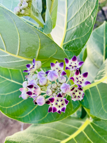 giant milkweed