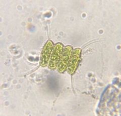 Desmodesmus communis