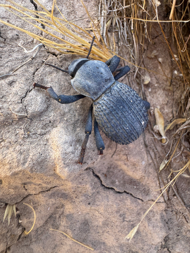 Desert Ironclad Beetle