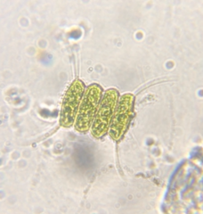 Desmodesmus communis