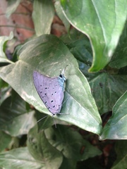 Pseudolycaena marsyas